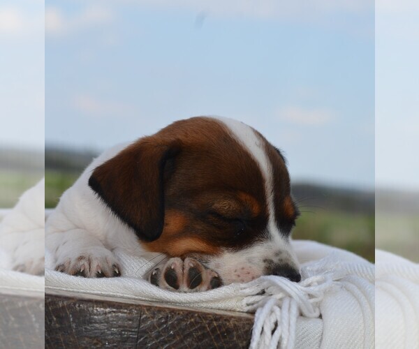 Medium Photo #2 Jack Russell Terrier Puppy For Sale in ORRVILLE, OH, USA