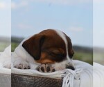 Small #1 Jack Russell Terrier
