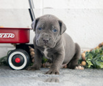 Puppy Sam Cane Corso