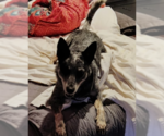 Small #5 Mutt