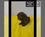 Zeilda - Female Poodle (Toy)-Zuchon Mix Puppy for Sale - Photo #3