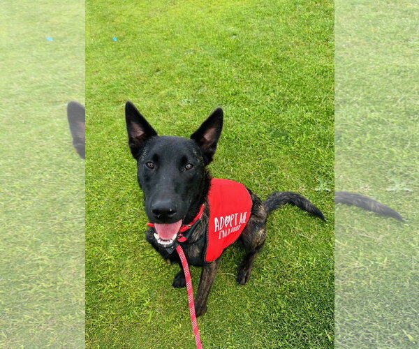 Medium Photo #2 Holland Shepherd-Unknown Mix Puppy For Sale in Newport Beach, CA, USA