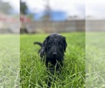 Small #16 Goldendoodle