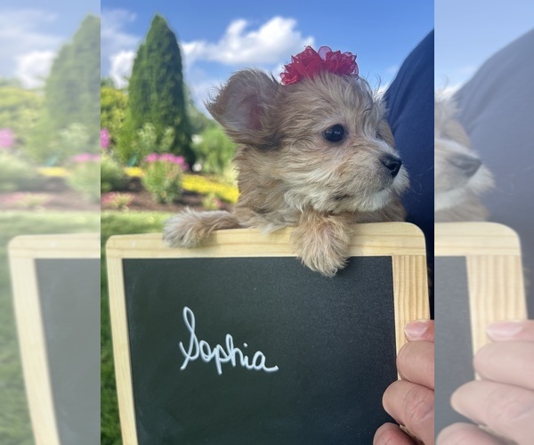 Medium Photo #8 Yo-Chon Puppy For Sale in BELFAST, OH, USA
