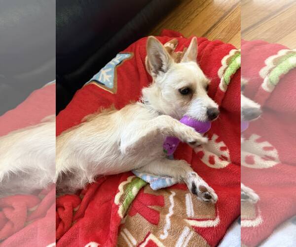 Medium Photo #3 Mutt Puppy For Sale in Woodbury, NY, USA