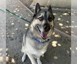 Small #1 German Shepherd Dog