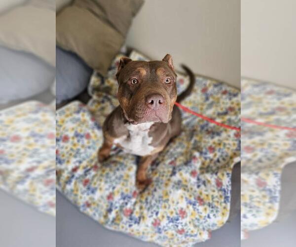 Medium Photo #1 American Bulldog-American Staffordshire Terrier Mix Puppy For Sale in Rockwall, TX, USA