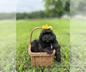 ShihPoo Puppy for sale in ELKTON, KY, USA
