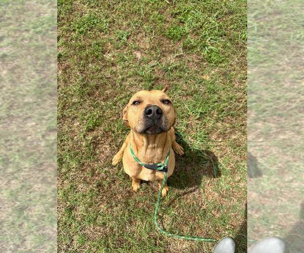 Medium Photo #2 Mutt Puppy For Sale in Abbeville, LA, USA