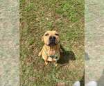 Small #1 Mutt