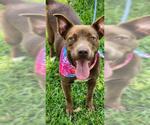 Small #2 American Pit Bull Terrier