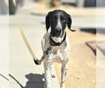 Small Pointer Mix