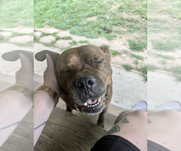 Medium Photo #50 American Staffordshire Terrier-Boxer Mix Puppy For Sale in Brewster, NY, USA