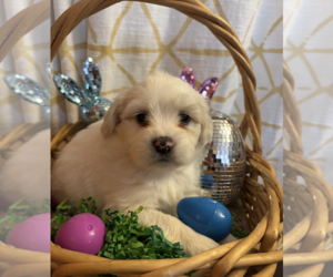 Maltese-Unknown Mix Dogs for adoption in Rockville, MD, USA