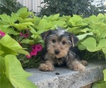 Small Yorkshire Terrier