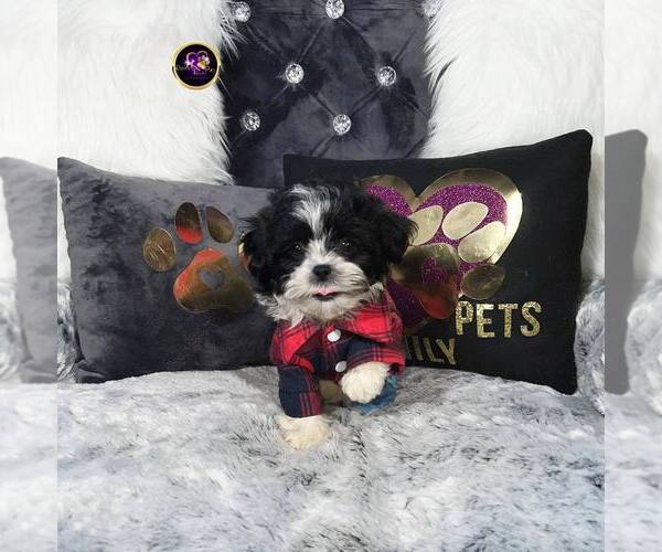 Medium Photo #2 ShihPoo Puppy For Sale in GRIFFITH, IN, USA