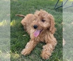 Puppy Puppy 5 Goldendoodle (Miniature)