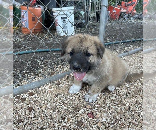 Medium Photo #2 German Shepherd Dog-Great Pyrenees Mix Puppy For Sale in STOCKTON, CA, USA