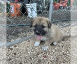 Small #1 German Shepherd Dog-Great Pyrenees Mix