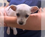 Small #4 Chihuahua Mix