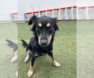 Australian Shepherd Dogs for adoption in GILBERTS, IL, USA