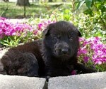 Small Photo #2 German Shepherd Dog Puppy For Sale in SALEM, MO, USA