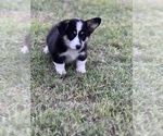 Puppy Orange Boy Pembroke Welsh Corgi