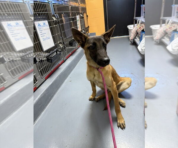 Medium Photo #3 Mutt Puppy For Sale in Imlay City, MI, USA