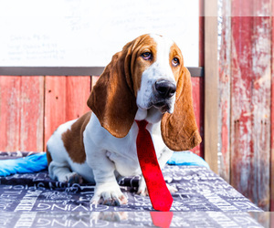 Basset Hound Puppy for sale in WAKARUSA, IN, USA