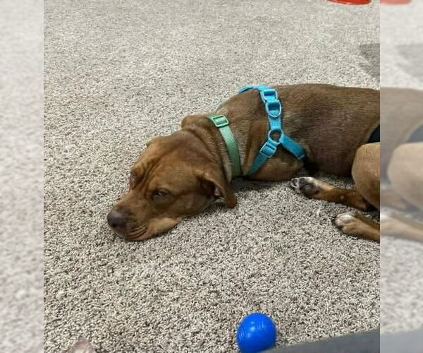 Medium Photo #5 American Staffordshire Terrier-Unknown Mix Puppy For Sale in Holly Springs, NC, USA