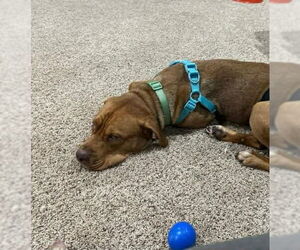 Scooby - Male American Staffordshire Terrier-Unknown Mix Dog for Adoption - Photo #5