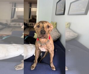 Bruno - Male Mutt Dog for Adoption - Photo #4