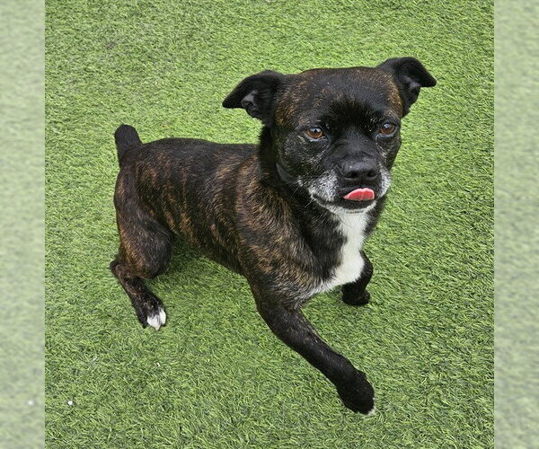Medium Photo #1 French Bulldog Puppy For Sale in Camarillo, CA, USA