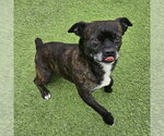 Small French Bulldog