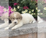 Small #2 Great Pyrenees