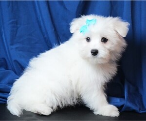 Maltipom Puppy for sale in ROCK VALLEY, IA, USA