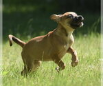 Small #1 Shepradors