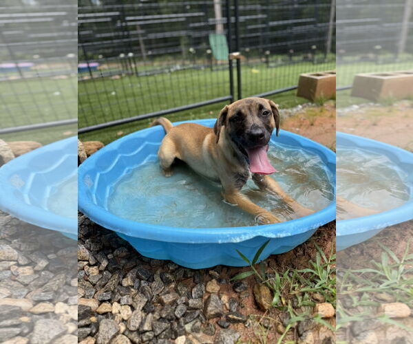 Medium Photo #15 Mutt Puppy For Sale in Decatur, GA, USA