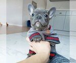 Small #1 French Bulldog