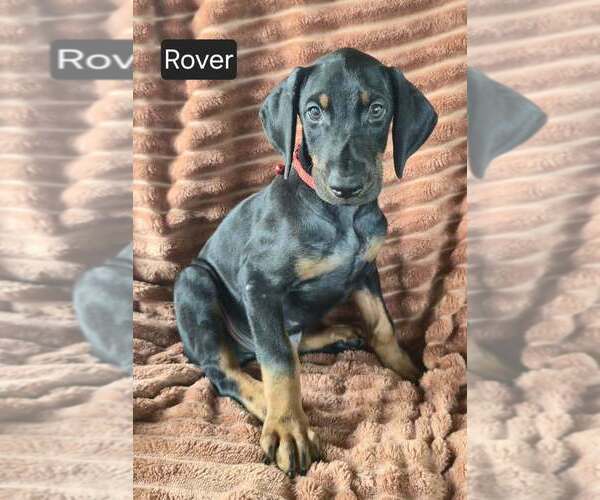 Medium Photo #5 Doberman Pinscher Puppy For Sale in POMEROY, OH, USA