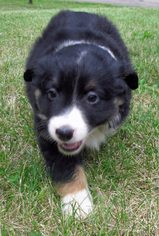Miniature Australian Shepherd Puppy for sale in HILLIARD, OH, USA