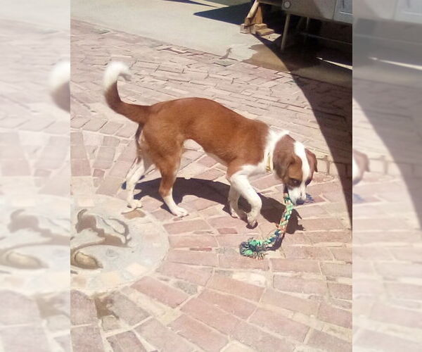 Medium Photo #3 Mutt Puppy For Sale in Apple Valley, CA, USA