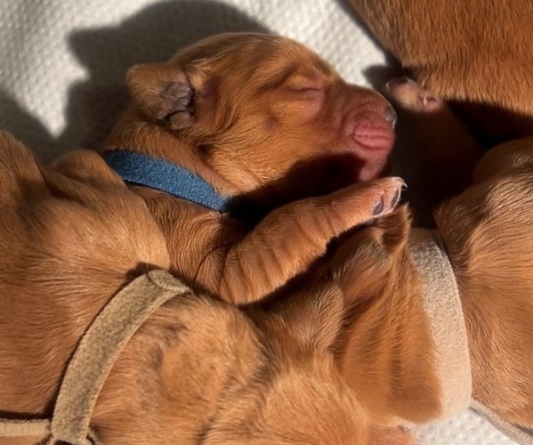 Medium Photo #7 Golden Retriever Puppy For Sale in SACRAMENTO, CA, USA