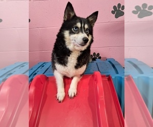 Mother of the Pomsky puppies born on 02/12/2025
