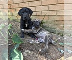 Small #9 Great Dane