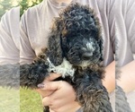 Puppy Puppy8 Dumplin Bernedoodle