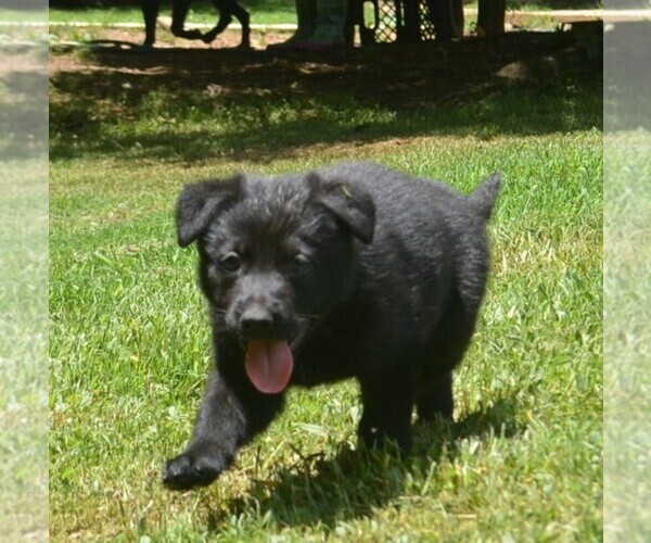 Medium Photo #4 German Shepherd Dog Puppy For Sale in POWDER SPRINGS, GA, USA