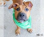 Small #3 Boxador