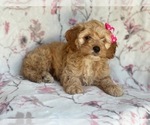 Small Photo #9 Cocker Spaniel-Poodle (Miniature) Mix Puppy For Sale in LAKELAND, FL, USA