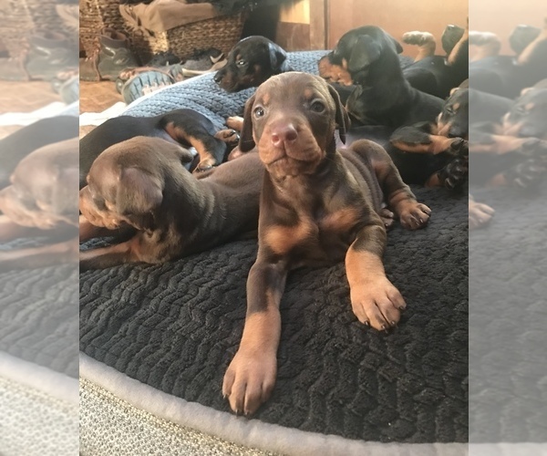 Medium Photo #9 Doberman Pinscher Puppy For Sale in SCAPPOOSE, OR, USA